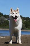 SIBERIAN HUSKY 634